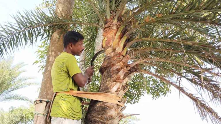 ঝালকাঠিতে হারিয়ে যাচ্ছে খেঁজুর গাছ, মানুষ ভুলছে রসের স্বাদ