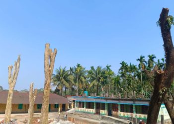 প্রধান শিক্ষকের বিরুদ্ধে টেন্ডার ছাড়াই সরকারি গাছ কর্তনের অভিযোগ