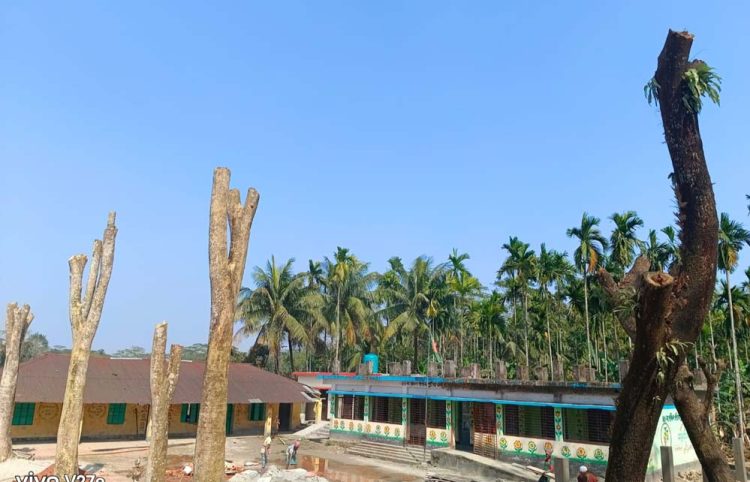 প্রধান শিক্ষকের বিরুদ্ধে টেন্ডার ছাড়াই সরকারি গাছ কর্তনের অভিযোগ