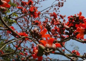 আজ ঋতুরাজ বসন্ত; ভালোবাসা দিবসে, প্রকৃতি সেজেছে বাসন্তী রঙে