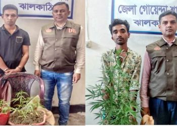 ঝালকাঠিতে ভেজাল মুক্ত গাঁজা খেতে যুবকরা ঝুগছে গাঁজা চাষে