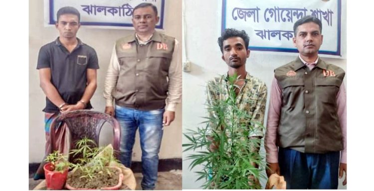 ঝালকাঠিতে ভেজাল মুক্ত গাঁজা খেতে যুবকরা ঝুগছে গাঁজা চাষে