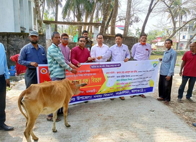 কাঠালিয়ায় জেলেদের মাঝে বকনা বাছুর গরু বিতরণ