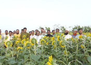 কাঠালিয়ায় সূর্যমুখী ক্ষেত পরিদর্শন করেন উপজেলা চেয়ারম্যান এমাদুল হক মনির