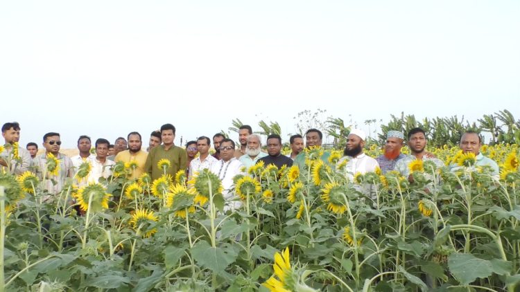 কাঠালিয়ায় সূর্যমুখী ক্ষেত পরিদর্শন করেন উপজেলা চেয়ারম্যান এমাদুল হক মনির