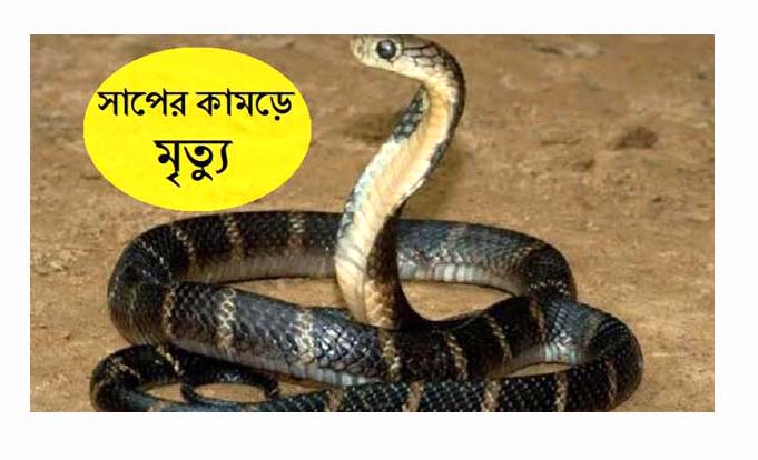 কাঠালিয়ায় সাপের কামড়ে পুলিশের স্ত্রী’র মৃত্যু