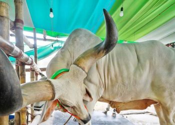 ৩ ফুট লম্বা গরুর শিং, দাম ১৬ লাখ টাকা