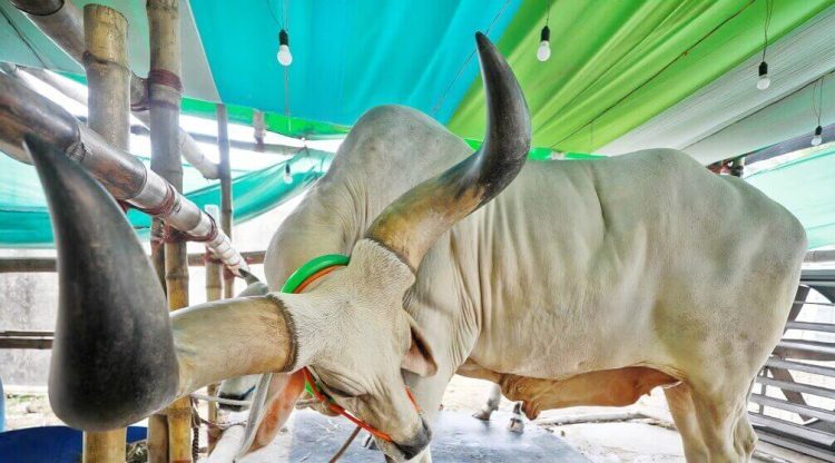 ৩ ফুট লম্বা গরুর শিং, দাম ১৬ লাখ টাকা