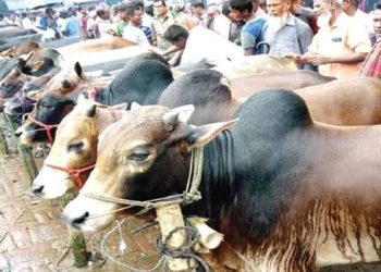 ঝালকাঠিতে কুরবানীর পশু স্থানীয়ভাবে রিষ্ঠ পুষ্ঠকরণ সংখ্যা ৩১ হাজার ১১৪টি