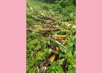 কাঠালিয়ায় কৃষকের কলা গাছ কেটে প্রতিহিংসা পূরণ