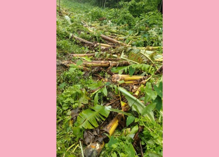কাঠালিয়ায় কৃষকের কলা গাছ কেটে প্রতিহিংসা পূরণ