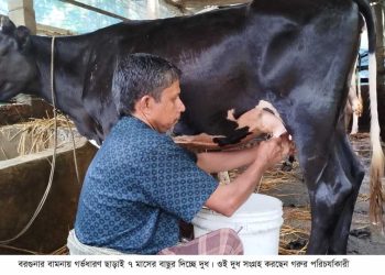 গর্ভধারণ ছাড়াই প্রতিদিন ২ লিটার দুধ দিচ্ছে বকনা বাছুর