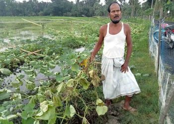 রাজাপুরে কৃষকের দুই বিঘা জমির লতা কৃষি কেটে তিনলক্ষাধিক টাকার ক্ষতি
