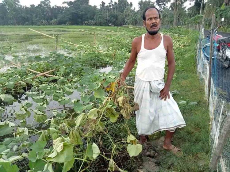 রাজাপুরে কৃষকের দুই বিঘা জমির লতা কৃষি কেটে তিনলক্ষাধিক টাকার ক্ষতি