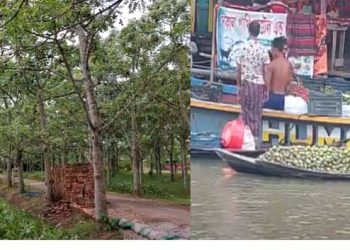 ঝালকাঠিতে আমড়ার চাষ সম্প্রসারিত হচ্ছে, জেলায় এবছর ২০ কোটি টাকার ফলন পাচ্ছে কৃষকরা