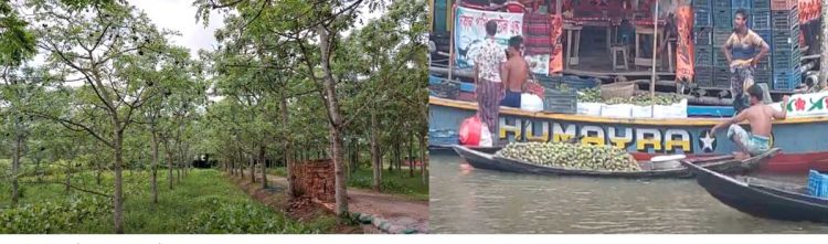 ঝালকাঠিতে আমড়ার চাষ সম্প্রসারিত হচ্ছে, জেলায় এবছর ২০ কোটি টাকার ফলন পাচ্ছে কৃষকরা