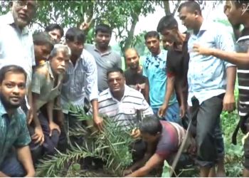 ঝালকাঠিতে বিএনপির উদ্যোগে তালের বীজ ও খেজুর চারা রোপণ