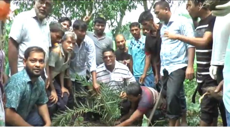ঝালকাঠিতে বিএনপির উদ্যোগে তালের বীজ ও খেজুর চারা রোপণ