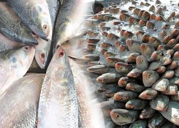 ভারতে ইলিশ পাচারের সময় একের পর এক চালান জব্দ