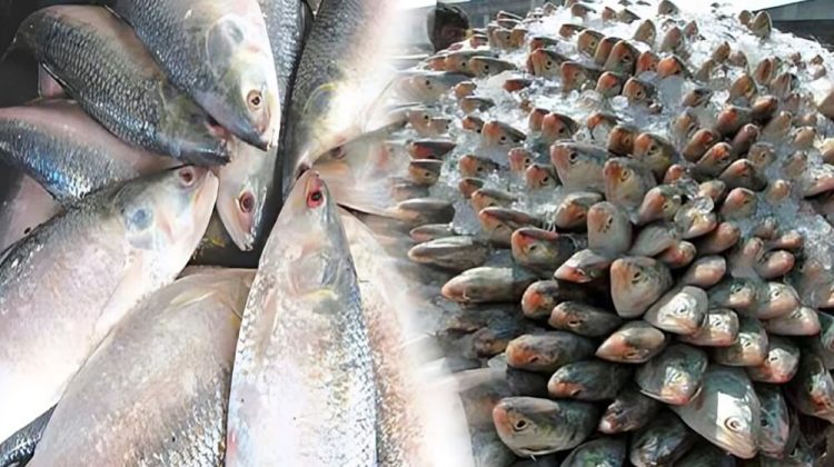 ভারতে ইলিশ পাচারের সময় একের পর এক চালান জব্দ