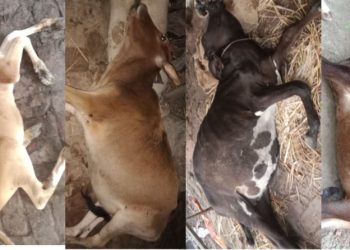পুকুর পাড়ের কাঁচা ঘাস খেয়ে মারা গেল খামারির ৬টি গরু