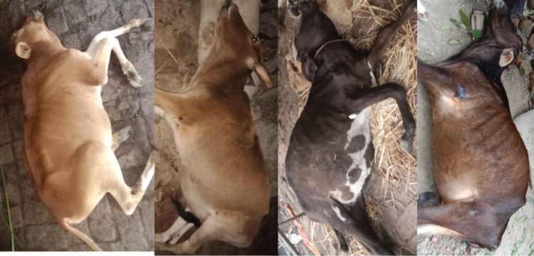 পুকুর পাড়ের কাঁচা ঘাস খেয়ে মারা গেল খামারির ৬টি গরু