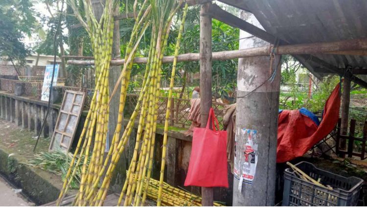 ঝালকাঠিতে এ বছর ছড়িয়ে ছিটিয়ে ২১৫ হেক্টর জমিতে আখ চাষ হয়েছে