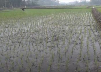 কনকনে শীত, ঘন কুয়াশা আর শ্রমিক সংকটে ঝালকাঠিতে বোরো আবাদ ব্যাহত
