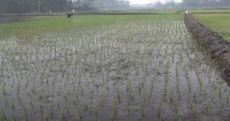 কনকনে শীত, ঘন কুয়াশা আর শ্রমিক সংকটে ঝালকাঠিতে বোরো আবাদ ব্যাহত