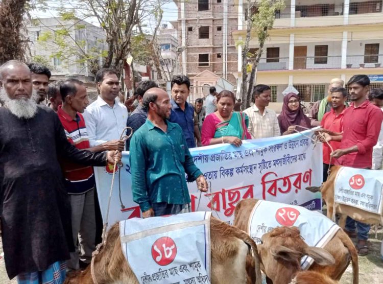 ঝালকাঠি সদর উপজেলায় ৩৫ টি মৎসজীবী পরিবারে মধ্যে ৩৫ বকনা বাছুর বিতরণ