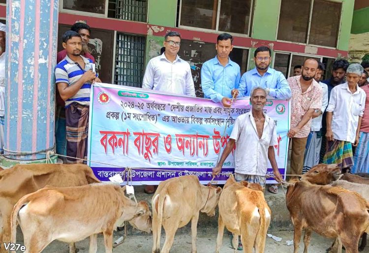 রাজাপুরে জেলেদের মাঝে বিকল্প কর্মসংস্থানের লক্ষ্যে বকনা বাছুর বিতরণ