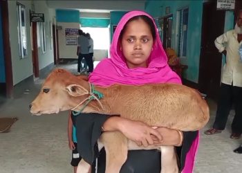 ঝালকাঠিতে দুধের গাভি নিয়ে গেছে বিএনপি নেতা, বাছুর কোলে আদালতে নারী