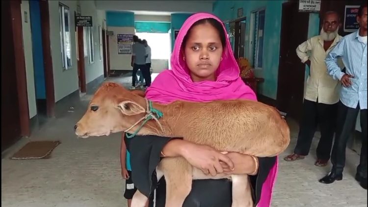 ঝালকাঠিতে দুধের গাভি নিয়ে গেছে বিএনপি নেতা, বাছুর কোলে আদালতে নারী