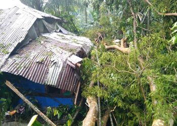 কাঁঠালিয়ায় কালবৈশাখী ঝড়ে  গাছ উপড়ে ও ভেঙ্গে বসতঘর ও দোকান বিধ্বস্ত,  বিদ্যুৎ সংযোগ বিচ্ছিন্ন