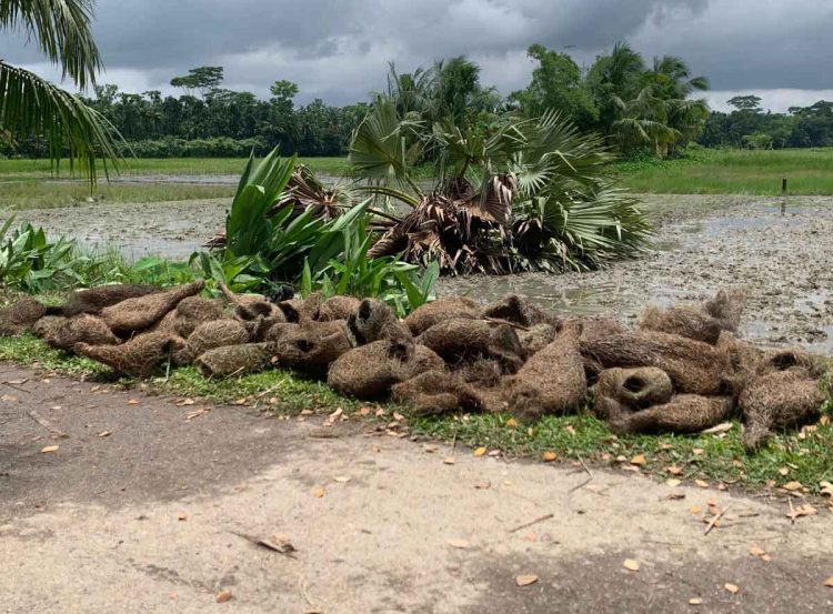 ঝালকাঠিতে তালগাছ কেটে পাঁচ শতাধিক বাবুই পাখির ছানা হত্যা করা