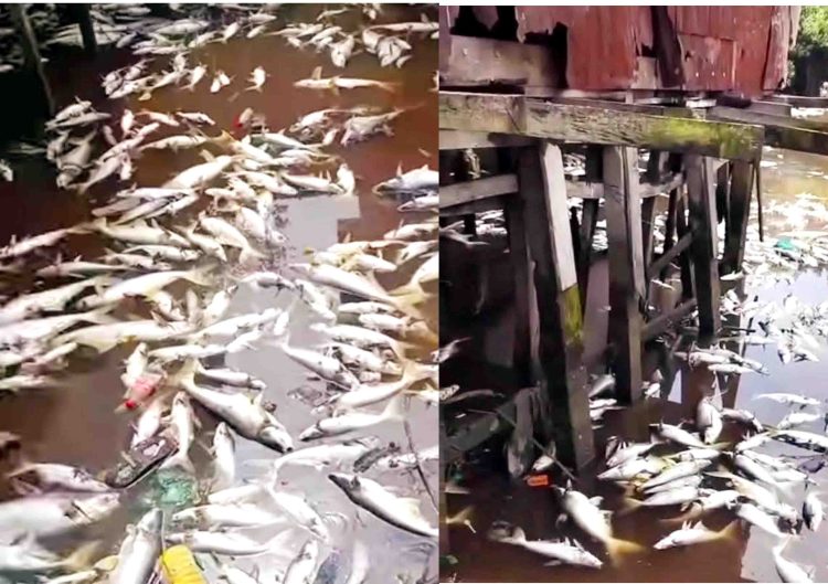 কাঠালিয়ার আমুয়ায় পুকুরে রাসায়নিক সারের বিষ ক্রিয়ায় ১০ লাখ টাকার মাছ মারা যায়