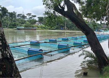 ঝালকাঠি সদর উপজেলার বাসন্ডা নদীতে খাঁচায় মাছ চাষ প্রদর্শনী পরিদর্শন করেন মৎস্য অধিদপ্তর বরিশাল বিভাগ পরিচালক মোঃ আলফাজ উদ্দীন শেখ