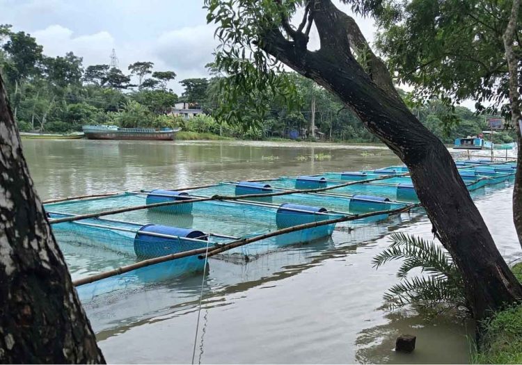 ঝালকাঠি সদর উপজেলার বাসন্ডা নদীতে খাঁচায় মাছ চাষ প্রদর্শনী পরিদর্শন করেন মৎস্য অধিদপ্তর বরিশাল বিভাগ পরিচালক মোঃ আলফাজ উদ্দীন শেখ