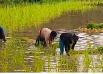 ঝালকাঠিতে বৃষ্টি ও জলাবদ্ধতার কারণে ব্যহত হচ্ছে আমন আবাদ