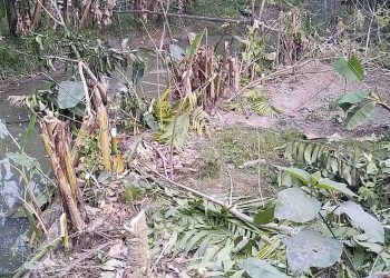রাজাপুরে কৃষকের দুই শতাধিক গাছ কেটে জমি দখলের চেষ্টার অভিযোগ