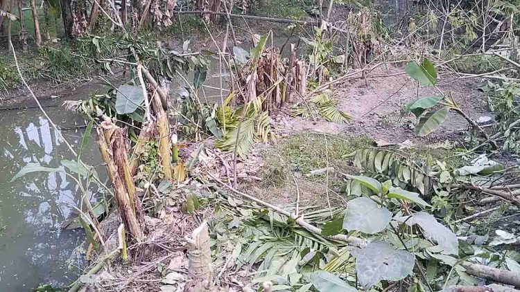 রাজাপুরে কৃষকের দুই শতাধিক গাছ কেটে জমি দখলের চেষ্টার অভিযোগ