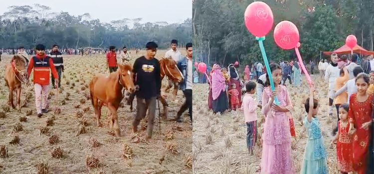 ধানকাটা শেষে অলস মাঠে ঝালকাঠির নলছিটিতে ঘোড়দৌড়ে আবহমান বাংলার রূপ