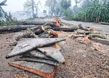 ঝালকাঠিতে ১৬০টি গাছ কাটার পর স্থগিত প্রায় দুই হাজার গাছ কাটার প্রকল্প