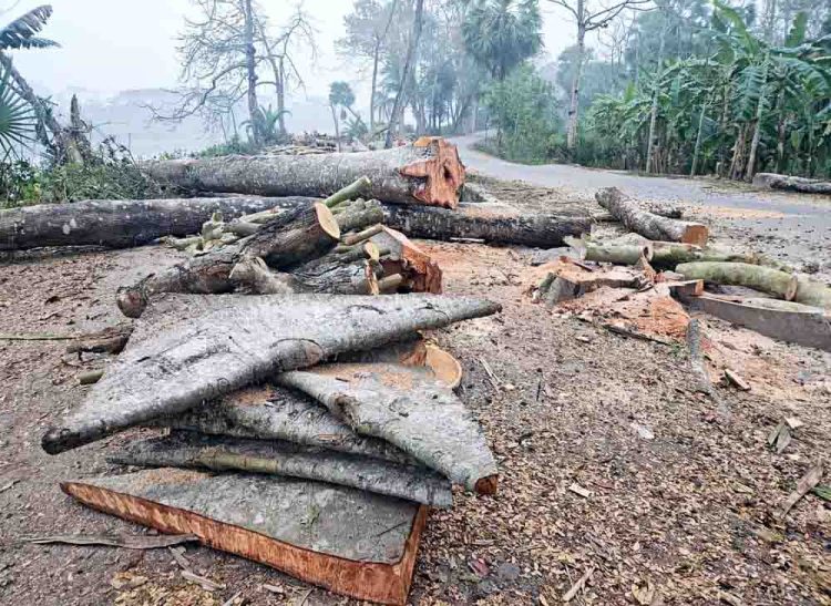 ঝালকাঠিতে ১৬০টি গাছ কাটার পর স্থগিত প্রায় দুই হাজার গাছ কাটার প্রকল্প