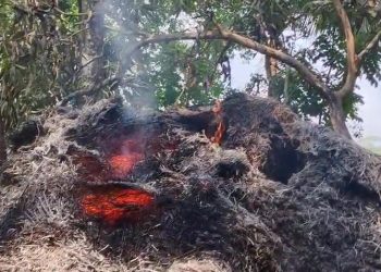 কাঠালিয়ার মরিচবুনিয়ায় জমি নিয়ে বিরোধে সকালে জগড়া রাতে গরুর গো খাদ্যে আগুন