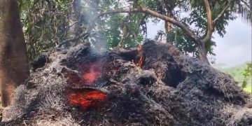 কাঠালিয়ার মরিচবুনিয়ায় জমি নিয়ে বিরোধে সকালে জগড়া রাতে গরুর গো খাদ্যে আগুন