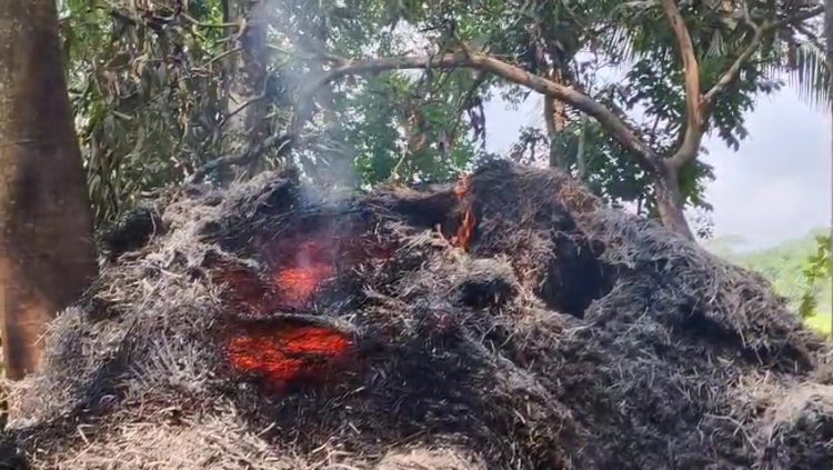 কাঠালিয়ার মরিচবুনিয়ায় জমি নিয়ে বিরোধে সকালে জগড়া রাতে গরুর গো খাদ্যে আগুন